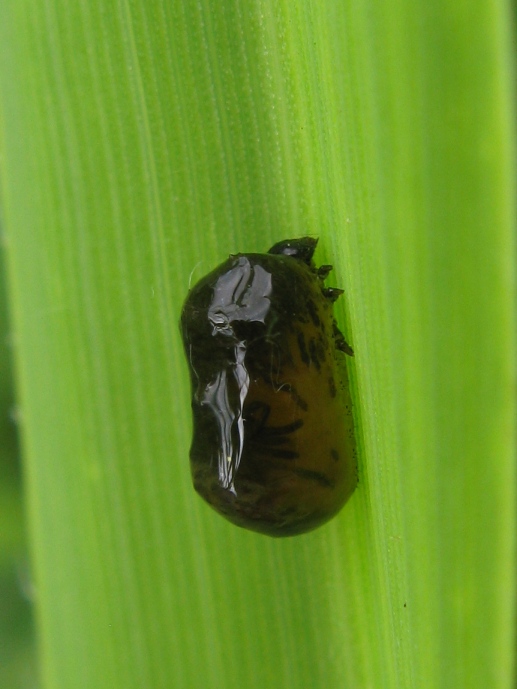 Larvina su frumento